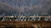 내가 좋아하는 풍경 | 재두루미 Grus vipio (white-naped crane)