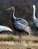 어린새의 털 세우기 | 재두루미 Grus vipio (white-naped crane)