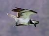 먹이를 향해 급강하 하는 물수리 | 물수리 Pandion haliaetus (Osprey)
