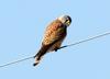 지뢰지대의 새 / 황조롱이 | 황조롱이 Falco tinnunculus (Common Kestrel)
