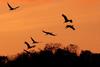 석양빛과 재두루미 | 재두루미 Grus vipio (white-naped crane)