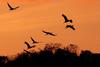 석양빛과 재두루미 | 재두루미 Grus vipio (white-naped crane)