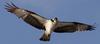 아름다운 날개 / 물수리 | 물수리 Pandion haliaetus (Osprey)