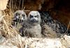 호기심 많은 어린녀석들 / 수리부엉이 | 수리부엉이 Bubo bubo (Eurasian Eagle Owl)