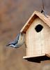 덩달아 매달리는 동고비 | 동고비 Sitta europaea (Eurasian Nuthatch)