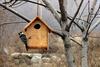 눈발 날리는데 찾아온 쇠딱다구리 | 쇠딱다구리 Dendrocopos kizuki ijimae (Japanese Pygmy Woodpecker)