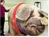 900kg 나가는 세계에서 가장 큰 돼지