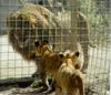 바바리사자(Barbary Lion/Panthera leo leo)