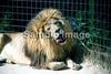 바바리사자(Barbary Lion/Panthera leo leo)