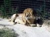 바바리사자(Barbary Lion/Panthera leo leo)