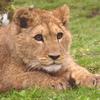 바바리사자(Barbary Lion/Panthera leo leo)