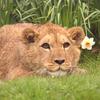 바바리사자(Barbary Lion/Panthera leo leo)