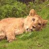 바바리사자(Barbary Lion/Panthera leo leo)