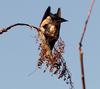 산속에 먹이가 벌써 떨어졌나보다 / 직박구리 Ixos amaurotis (Brown-eared Bulbul)