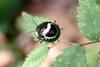 광대노린재(약충) Poecilocoris lewisi (Clown Stink Bug, nymph)