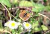 작은주홍부전나비 Lycaena phlaeas (Small Copper Butterfly)