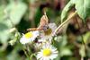 작은주홍부전나비 Lycaena phlaeas (Small Copper Butterfly)