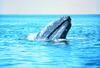 귀신고래 Eschrichtius robustus (Gray Whale)