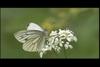 큰줄흰나비 Pieris melete (Gray-veined White Butterfly)