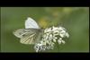 큰줄흰나비 Pieris melete (Gray-veined White Butterfly)