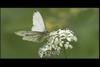 큰줄흰나비 Pieris melete (Gray-veined White Butterfly)