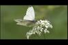큰줄흰나비 Pieris melete (Gray-veined White Butterfly)