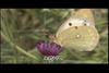 노랑나비 Colias erate (Eastern Pale Clouded Yellow)