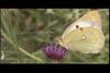 노랑나비 Colias erate (Eastern Pale Clouded Yellow)