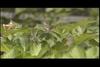 호랑나비(암컷의 교미 거부 행동) Papilio xuthus (Citrus Swallowtail)