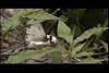 큰줄흰나비(암컷의 교미거부행동) Pieris melete (Gray-veined White Butterfly)