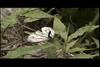 큰줄흰나비(암컷의 교미거부행동) Pieris melete (Gray-veined White Butterfly)