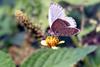 남방부전나비 Pseudozizeeria maha (Pale Grass Blue Butterfly)