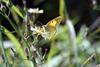 노랑나비 Colias erate (Eastern Pale Clouded Yellow)