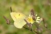 노랑나비 Colias erate (Eastern Pale Clouded Yellow)