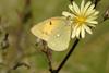 노랑나비 Colias erate (Eastern Pale Clouded Yellow)