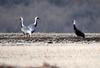 우린 서로 다른 거 같은데 | 흑두루미 Grus monacha (Hooded Crane)