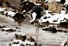 얼굴 닦는 재두루미 | 재두루미 Grus vipio (White-naped Crane)