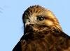 황조롱이의 눈 | 황조롱이 Falco tinnunculus (Common Kestrel)
