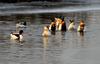 누가누가 잘하나 / 혹부리오리 Tadorna tadorna (Common Shelduck)