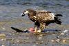 기러기 머리를 물고 있는 흰꼬리수리 | 흰꼬리수리 Haliaeetus albicilla (White-tailed Sea Eagle)