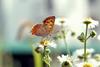 작은주홍부전나비 Lycaena phlaeas (Small Copper Butterfly)