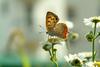 작은주홍부전나비 Lycaena phlaeas (Small Copper Butterfly)