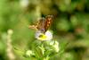 작은주홍부전나비 Lycaena phlaeas (Small Copper Butterfly)