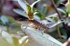 썩덩나무노린재 Halyomorpha halys (Brown Marmorated Stink Bug)
