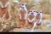 미어캣 Suricata suricatta (Meerkats)