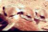 미어캣 Suricata suricatta (Meerkats)