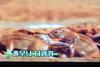 Striped Ground Squirrel (Xerus erythropus)