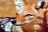Black-backed Jackal (Canis mesomelas)