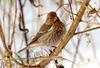 양진이 / 암컷 | 양진이 Carpodacus roseus (Pallas's Rosefinch)