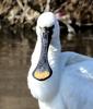 저어새의 콧구멍은 어디에...? | 노랑부리저어새 Platalea leucorodia (Eurasian Spoonbill)